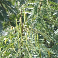 Senna spectabilis (DC.) H.S.Irwin & Barneby